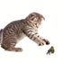 1pc Sparrow Bird Design Pet Plush Toy Chew Durable Cat Squeaky Toy For Cat And Dog Interactive Supply